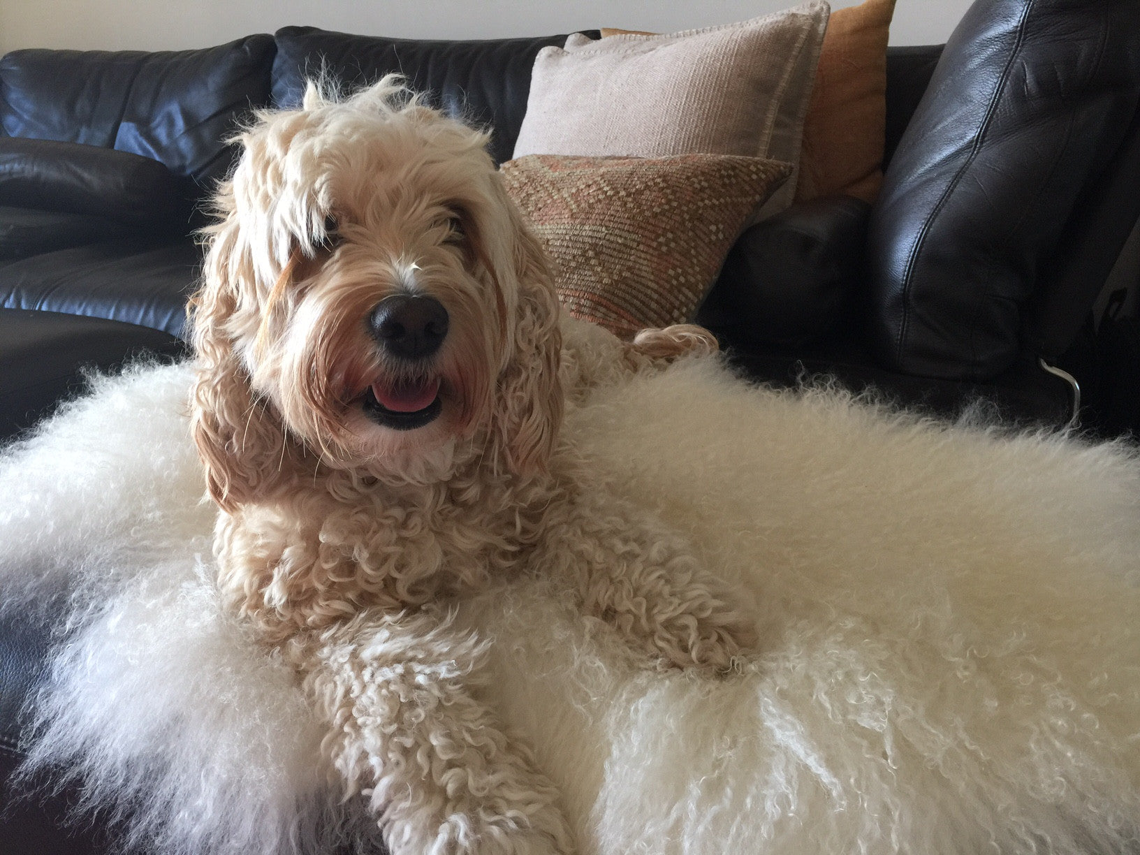 Paw Poser